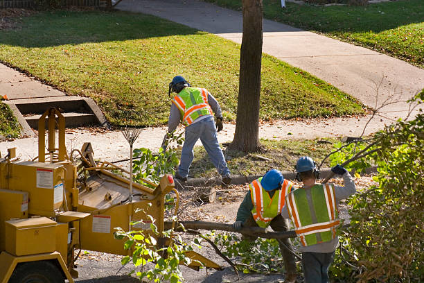 Best Tree Maintenance Programs  in Cleveland, MS